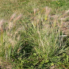 Weeds-Grassy-vs-Broadleaf 4